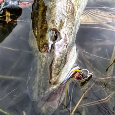 Leurre Cajun Bladed Jig Sakura 5/8 Oz 17.7g